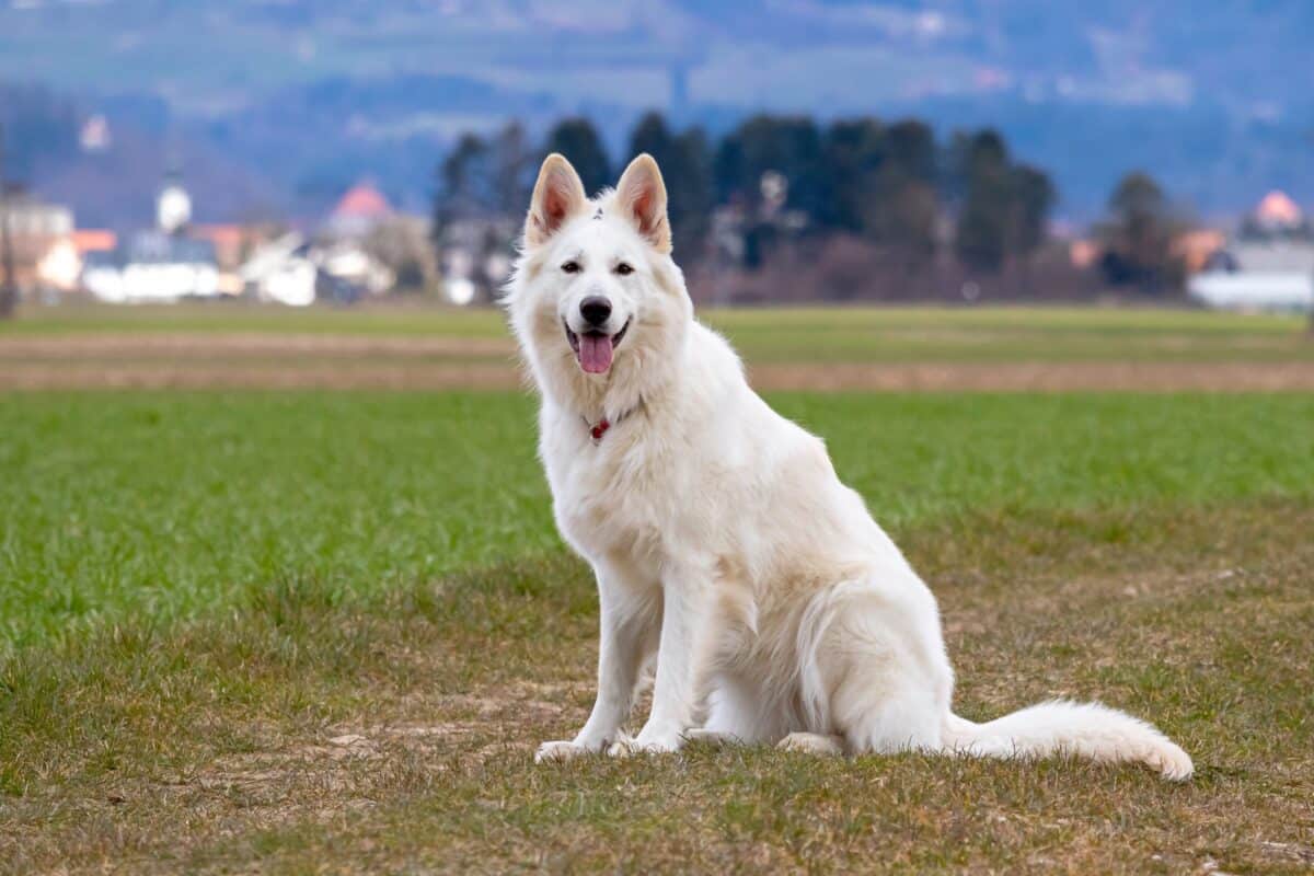 A White Swiss Shepherd dog
